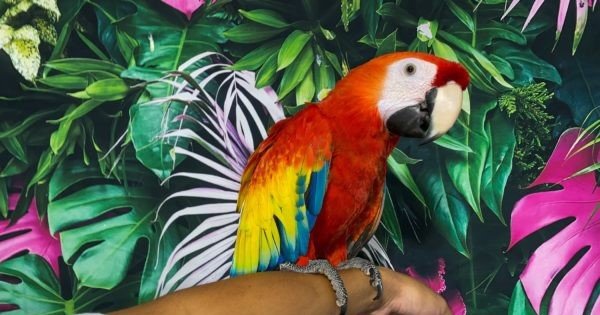 Female Scarlet Macaw Sky