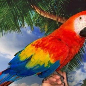 scarlet macaw for sale female Sky