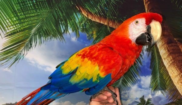 scarlet macaw for sale female Sky