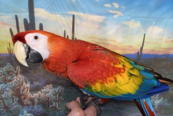 Female Scarlet Macaw Sky