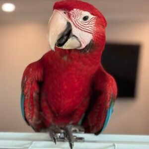 Green wing macaw for sale male Kiwi