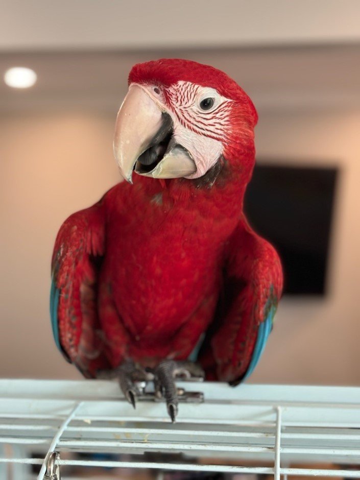 Green wing macaw for sale male Kiwi