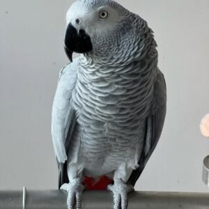 Grey African Parrots for Sale | Talking African Grey Parrots