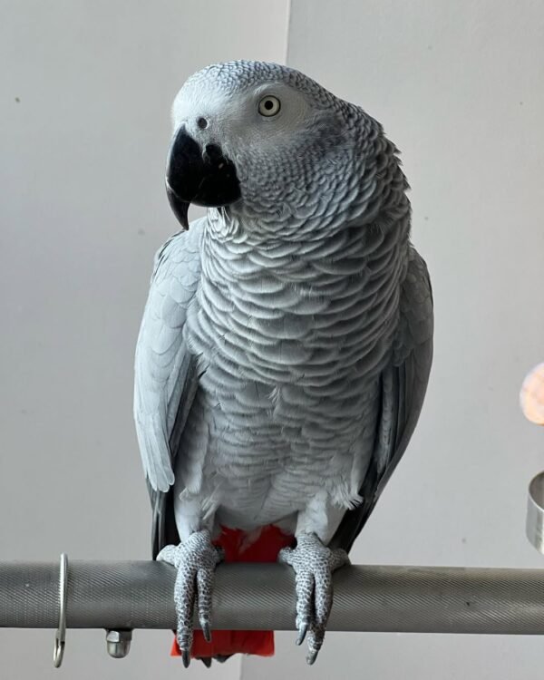 Grey African Parrots for Sale | Talking African Grey Parrots