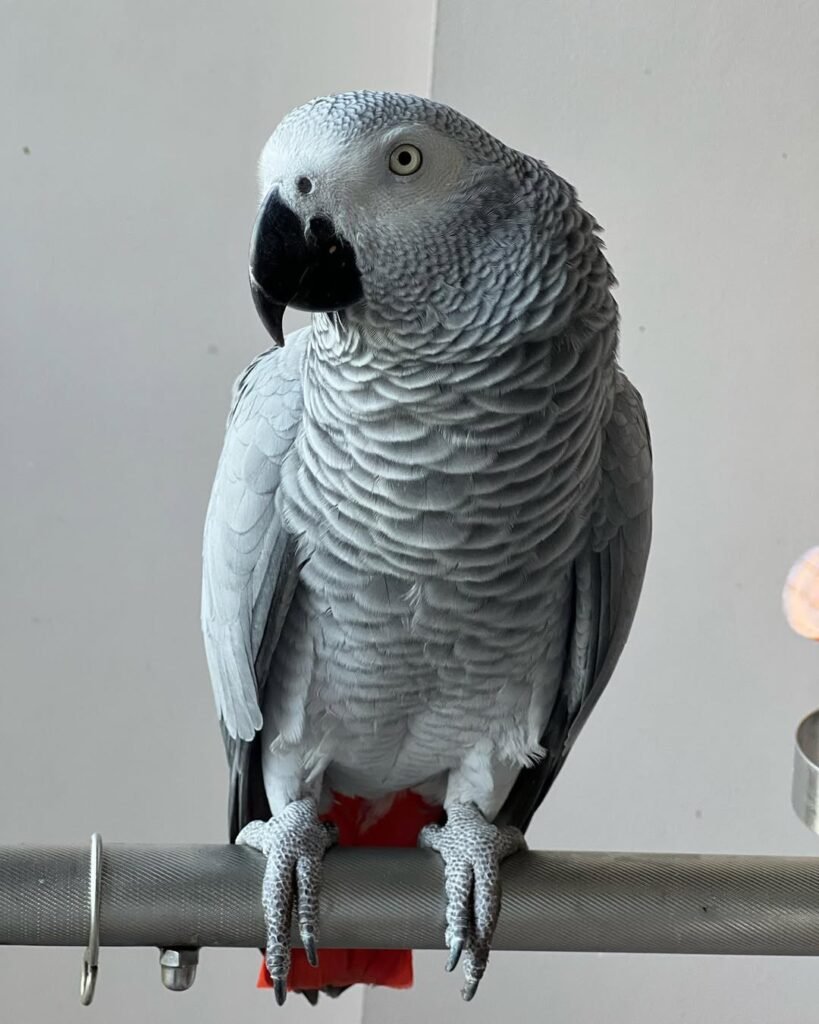 Grey African Parrots for Sale | Talking African Grey Parrots