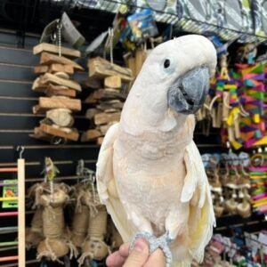 Moluccan Cockatoo parrot – hand raised, healthy salmon-crested companion bird