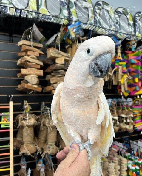 Moluccan Cockatoo parrot – hand raised, healthy salmon-crested companion bird