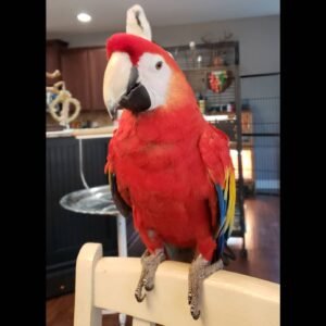 scarlet macaw birds for sale male Rio
