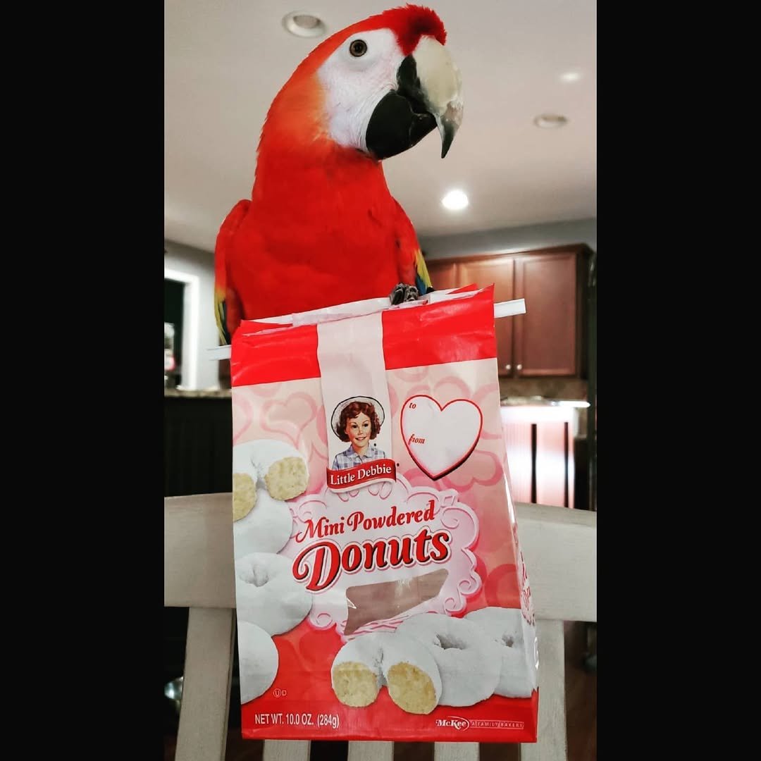 Scarlet Macaw Birds for Sale