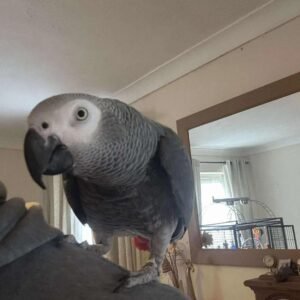 Talking Parrot for sale – hand raised, intelligent and social companion parrot
