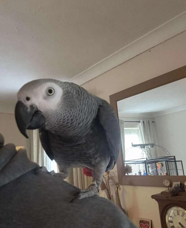 Talking Parrot for sale – hand raised, intelligent and social companion parrot