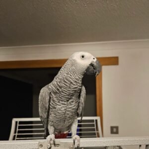 African grey parrots for sale near me – hand-raised talking parrot available locally