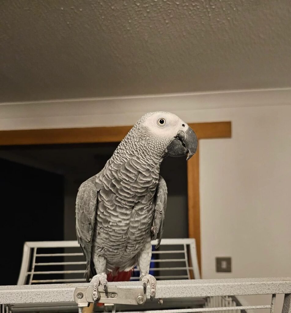 African grey parrots for sale near me – hand-raised talking parrot available locally