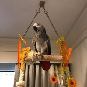 African grey parrots for sale – hand-raised talking parrots with red tails