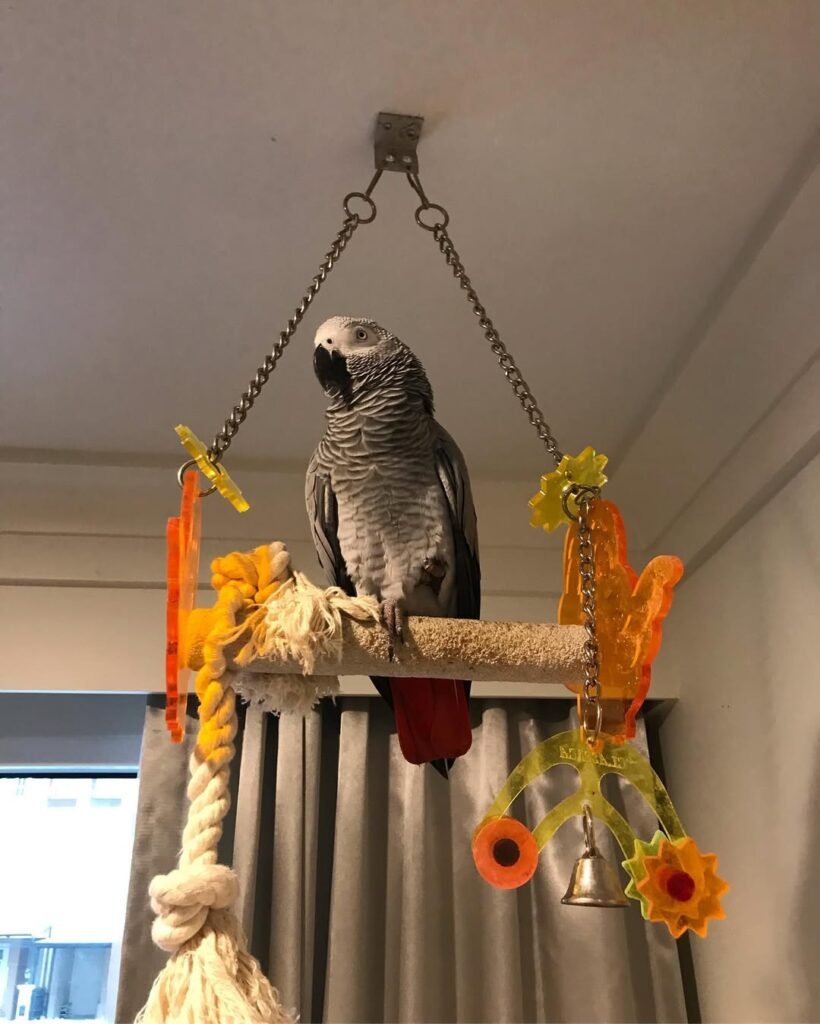 African grey parrots for sale – hand-raised talking parrots with red tails