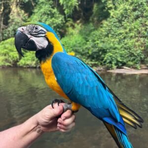 Blue and Gold Macaw – Choo (Male)