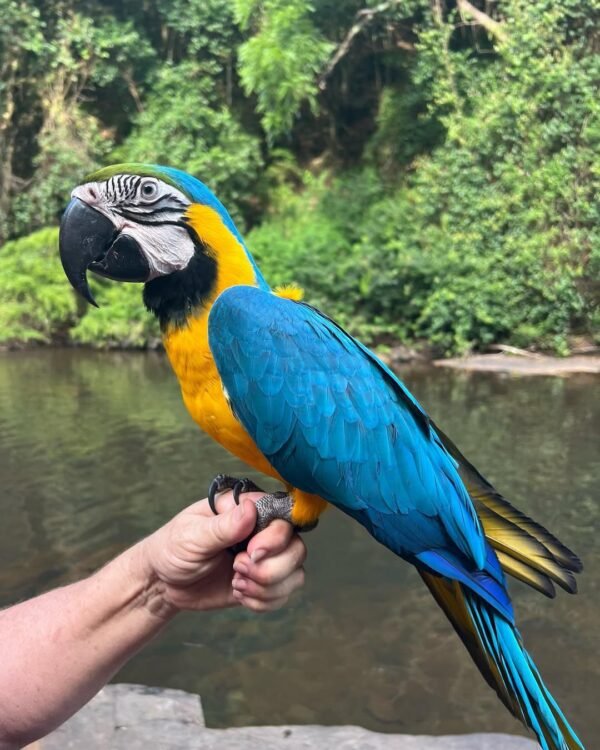 Blue and Gold Macaw – Choo (Male)