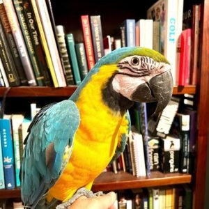 Blue and Gold Macaw for sale – hand raised, healthy and colorful companion parrot