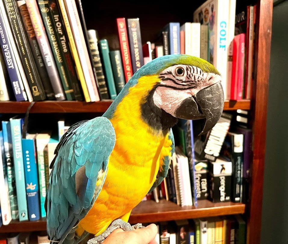 Blue and Gold Macaw for sale – hand raised, healthy and colorful companion parrot