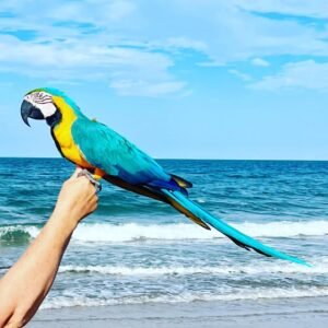 blue and gold macaws for sale – hand raised, healthy and vibrant companion parrots