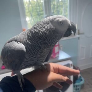 Scarlet Macaw Birds for Sale – Male Scarlet Macaw Rio