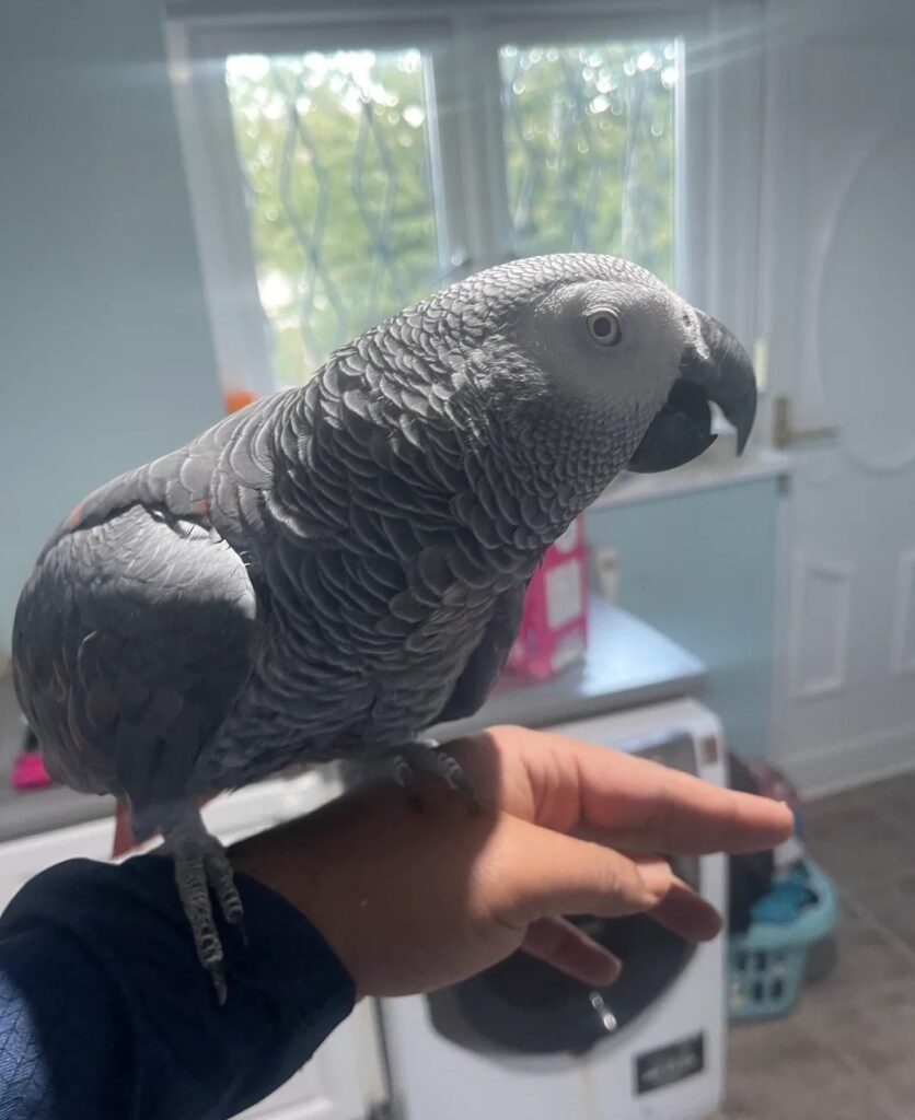 Scarlet Macaw Birds for Sale – Male Scarlet Macaw Rio