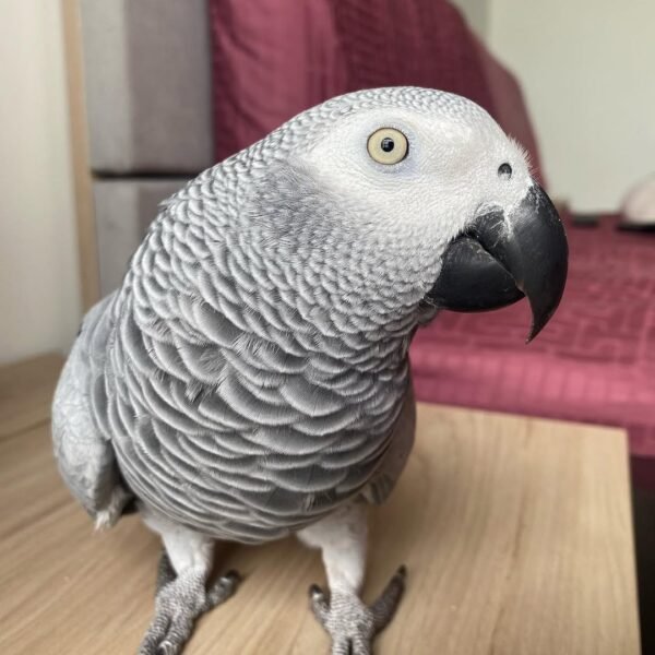 African Grey Parrot – Lulu (Female)