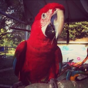 Green wing macaw for sale female Sunny