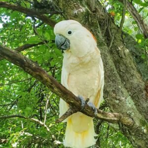 Moluccan Cockatoo for sale – hand-raised parrot with bright orange crest