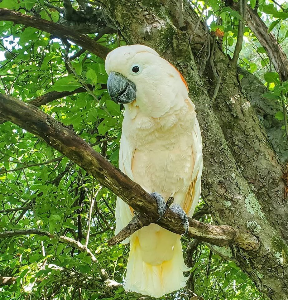 Moluccan Cockatoo for sale – hand-raised parrot with bright orange crest
