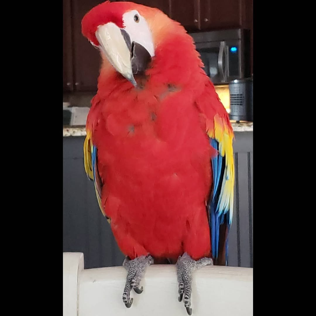 scarlet macaw birds for sale male Rio