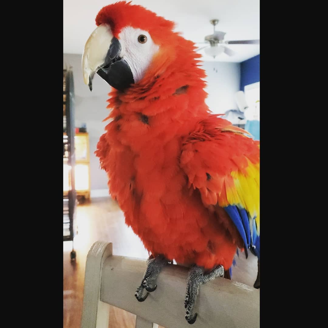 scarlet macaw birds for sale male Rio