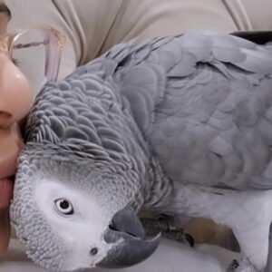 talking parrots for sale – hand raised, intelligent and social companion birds