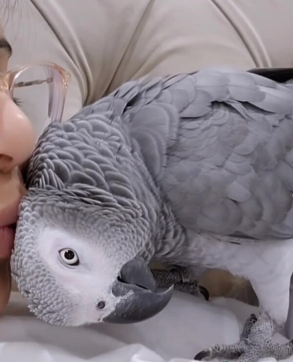 talking parrots for sale – hand raised, intelligent and social companion birds