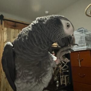Timneh African Grey parrot for sale – hand raised, intelligent and affectionate companion bird