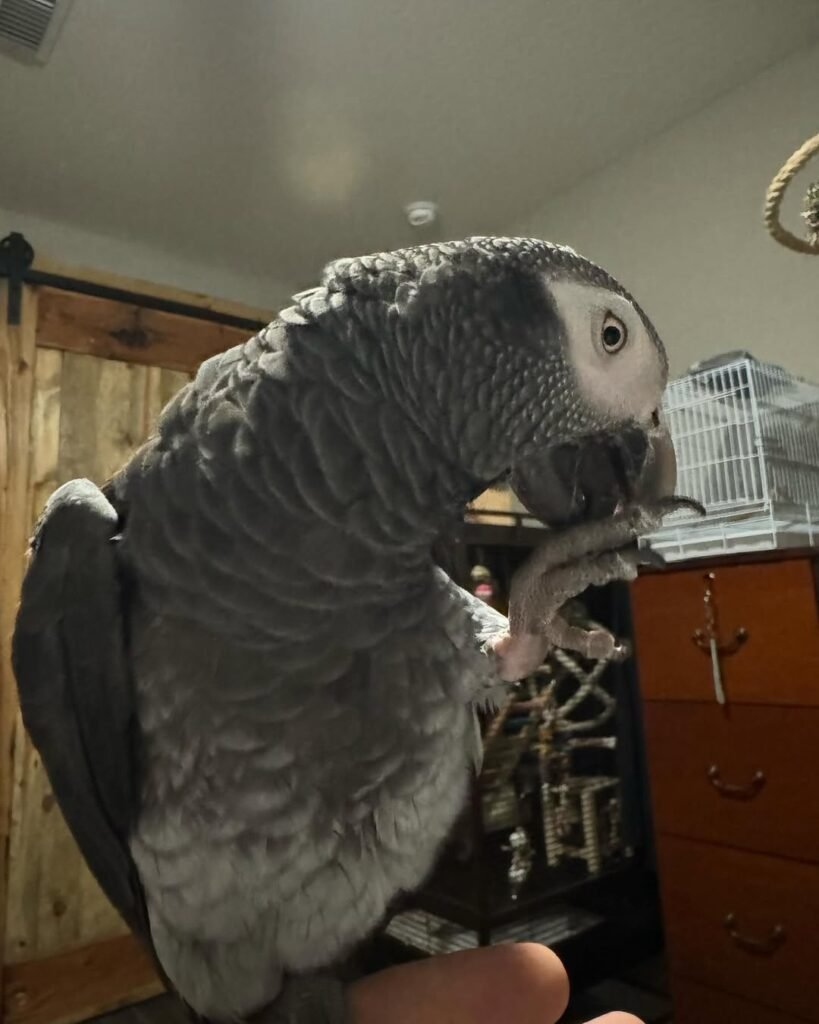 Timneh African Grey parrot for sale – hand raised, intelligent and affectionate companion bird