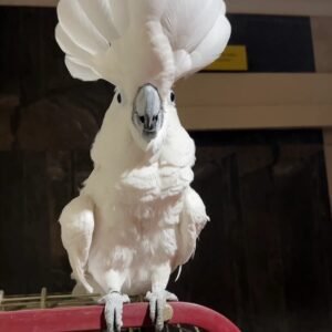Umbrella Cockatoo for Sale | Friendly Hand-Raised Parrot