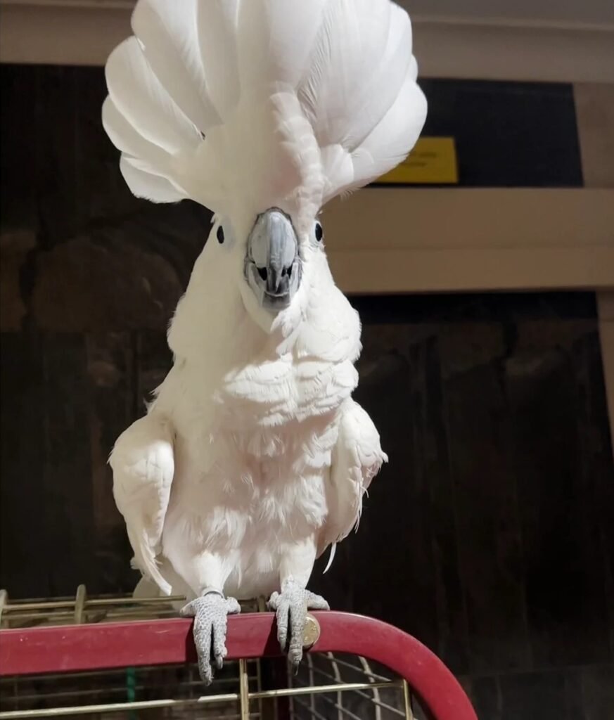 Umbrella Cockatoo for Sale | Friendly Hand-Raised Parrot